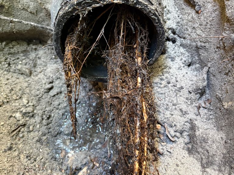 Drain Repair from Tree Roots